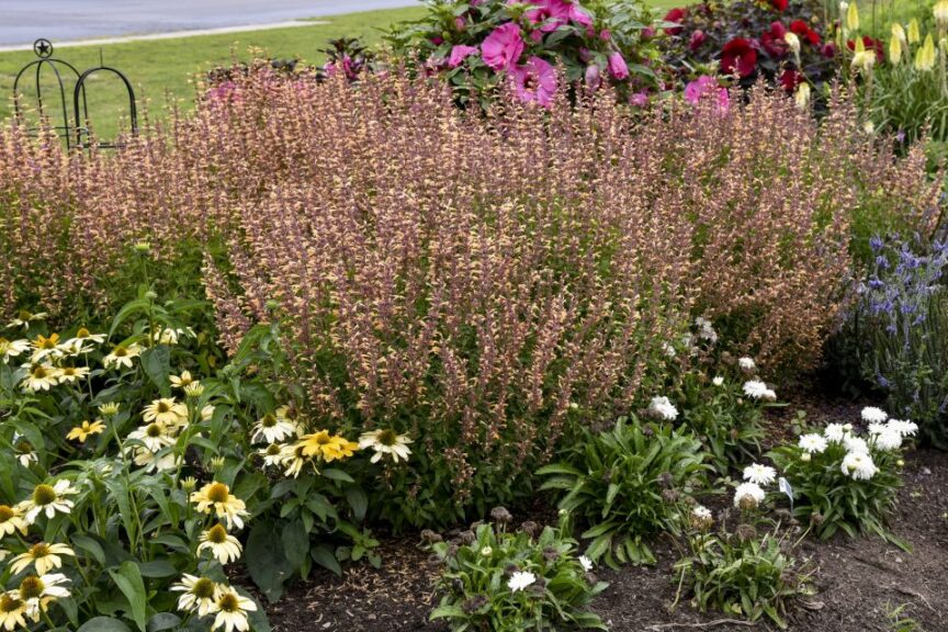 Agastache %E2%80%98Meant to Bee Queen Nectarine Walters Gardens