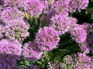 Allium Ornamental Onion Serendipity (Four Star)