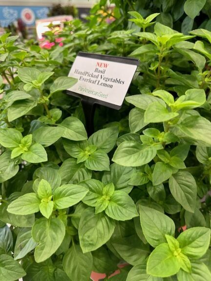 Ocimum basilicum Basil Everleaf Lemon (Ball Seed Company)