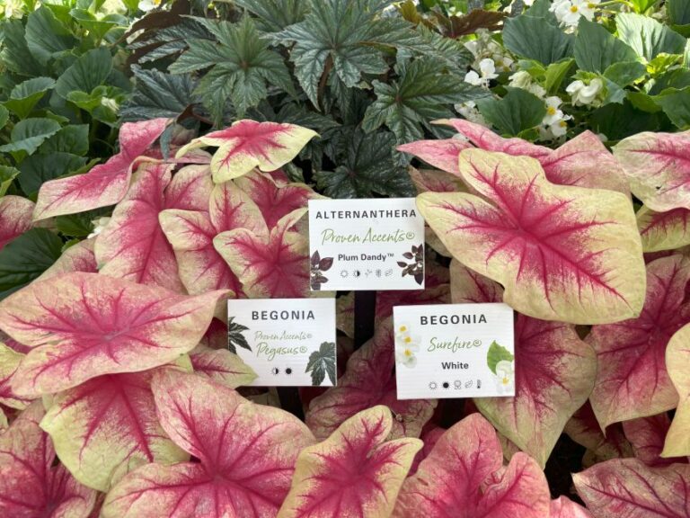 Begonias and Alternanthera at Four Star