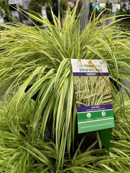 Hakonechloa macra ‘Lime Zest Japanese Forest Grass’ (Briggs Nursery)