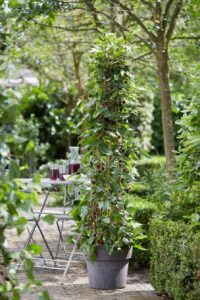 Morus rotundiloba ‘Mojo Berry Mulberry’ (Briggs Nursery)