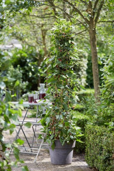 Morus rotundiloba ‘Mojo Berry Mulberry’ (Briggs Nursery)