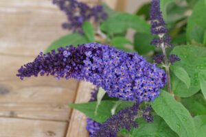 Buddleia %E2%80%98Pugster Blue Spring Meadow Nursery