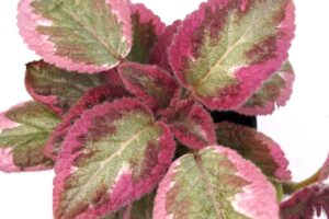 Cleopatra Flame Violet Episcia cupreata %E2%80%98Cleopatra