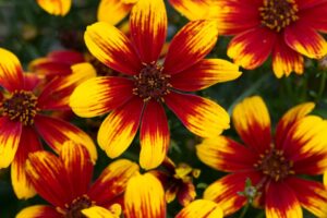 Coreopsis %E2%80%98Sunstar Orange Terra Nova Nurseries