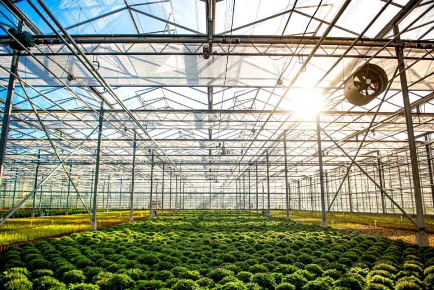 Shading Products to Improve Plant Production