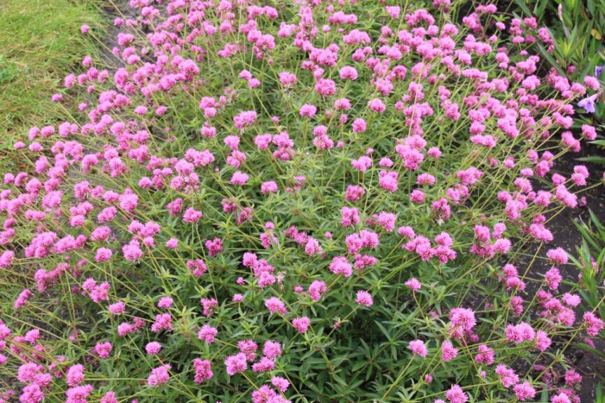 Gomphrena %E2%80%98Truffula Pink Proven Winners