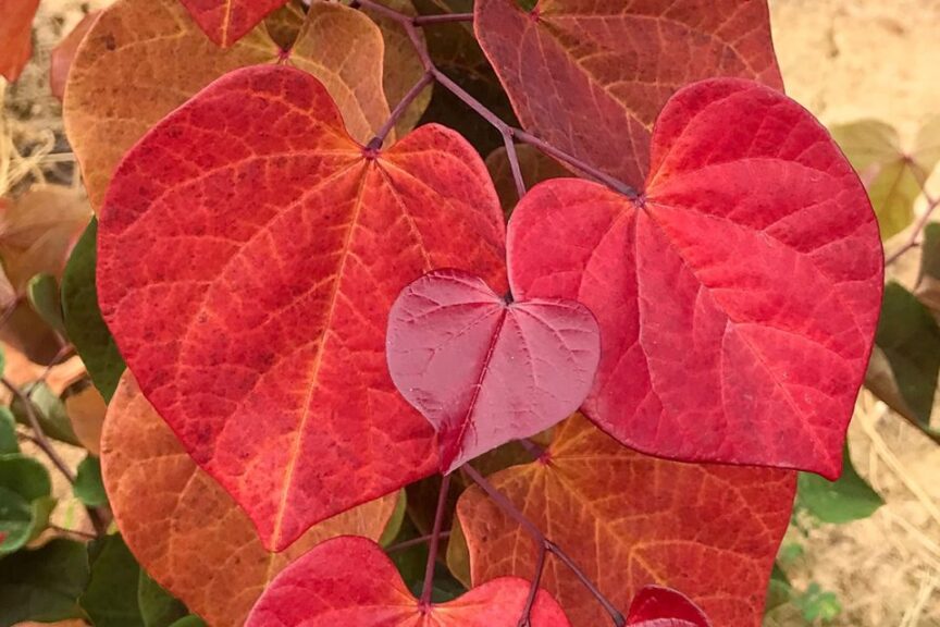 Hearts Afire Redbud. Cercis canadensis