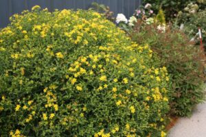 Hypericum %E2%80%98Sunny Boulevard Spring Meadow Nursery