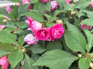 Impatiens Rockapulco Rose Improved Four Star