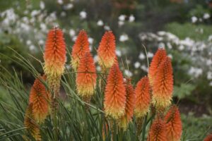 Kniphofia %E2%80%98Pyromania Backdraft Walters Gardens