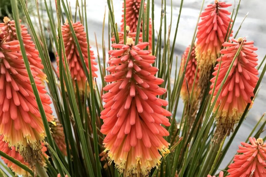 Kniphofia %E2%80%98Rocket Jr. Terra Nova Nurseries