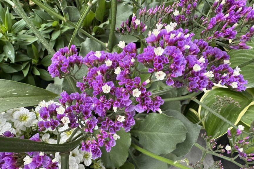 Limonium %E2%80%98Salt Lake ThinkPlants Royal Van Zanten