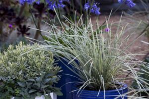 Lomandra ‘Platinum Beauty PDSI