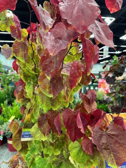 Cercis canadensis ‘Flame Thrower Redbud’ (Monrovia)