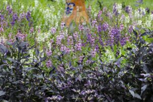 Ornamental Pepper ‘Purple Flash PanAmerican Seed