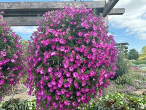 Petunia Supertunia Tiara Pink Four Star