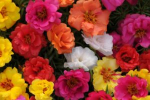 Portulaca Happy Hour Series PanAmerican Seed