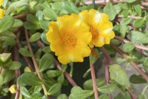 Portulaca ‘PortoGrande Lemon Creamsicle Selecta One