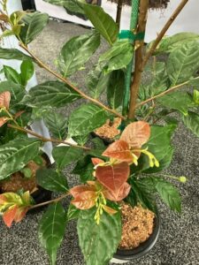 Styrax Snowbell ‘Starway to Heaven’ (Robinson Nursery)