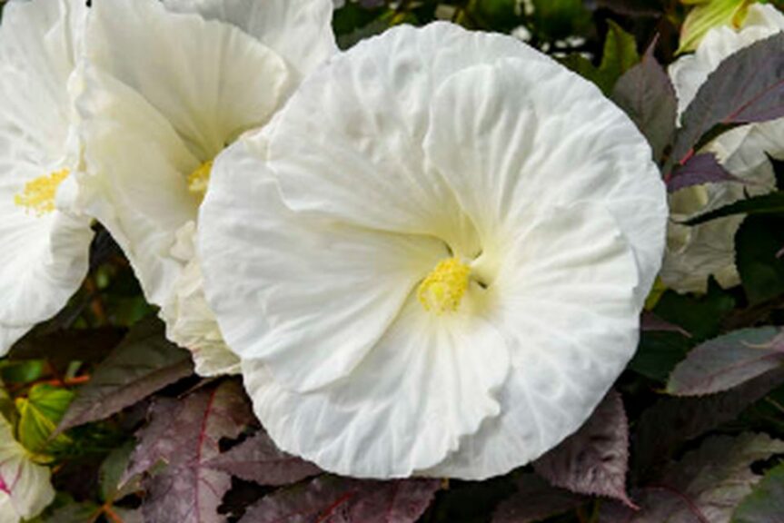 SUMMERIFIC Rose Mallow Hibiscus hybrid %E2%80%98Cookies and Cream