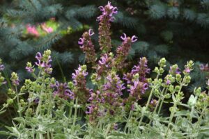 Salvia %E2%80%98Lancelot PanAmerican Seed