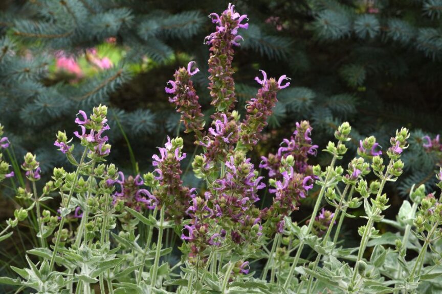 Salvia %E2%80%98Lancelot PanAmerican Seed