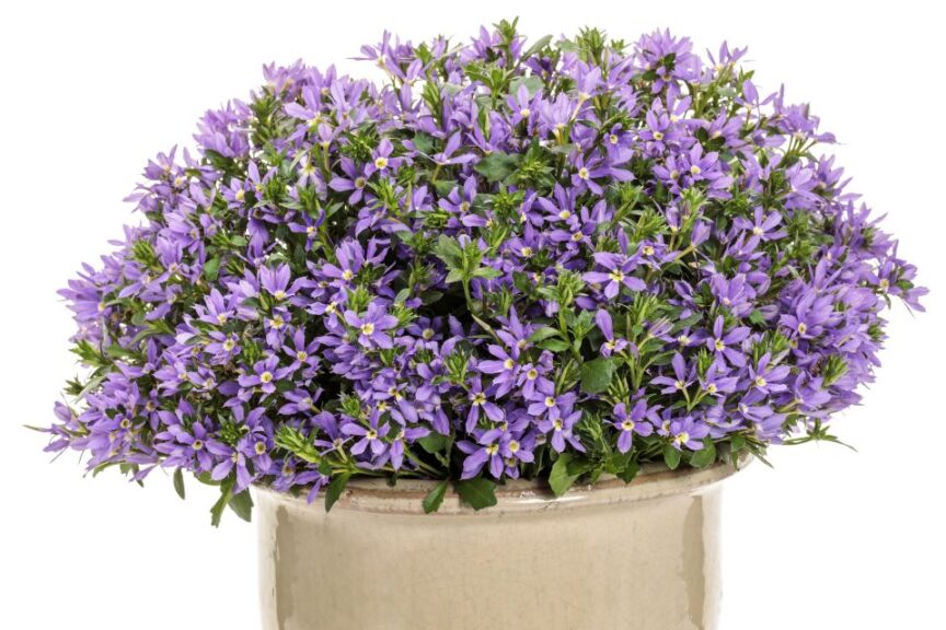 Scaevola %E2%80%98Stardiva Blue Proven Winners