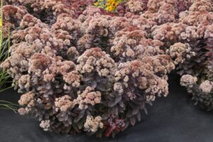 Sedum %E2%80%98Mocha Magic Terra Nova Nurseries