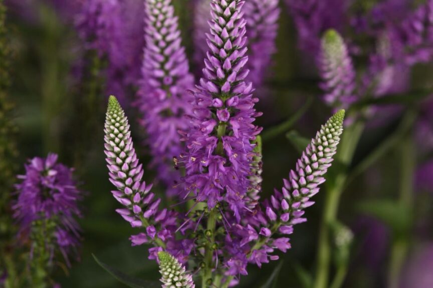 Skyward Lilac Long Leaf Speedwell Veronica longifolia %E2%80%98Balskywac