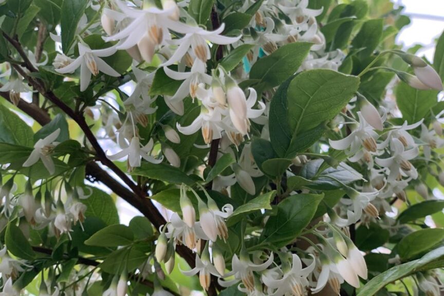 Starway to Heaven Japanese Snowbell Styrax japonicus