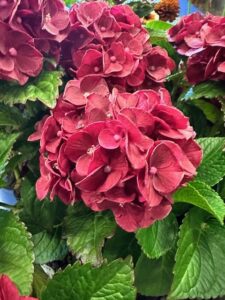 Hydrangea macrophylla ‘Cherry-Go-Round’ Reblooming Hydrangea (Van Belle Nursery)