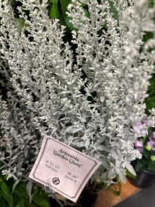 Artemisia ‘Garden Ghost’ (Walla Walla Nursery)