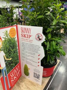 Laurel ‘Skinny Skip’ (Woodburn Nursery & Azaleas; introduced by Colony Nursery)