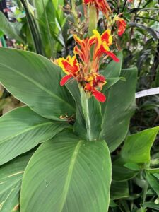 Canna ‘Red Golden Flame’ (Youngblood Nursery)