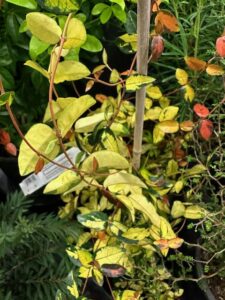 Trachelospermum asiaticum Asian Jasmine 'Ogon Nishiki' (Youngblood Nursery)