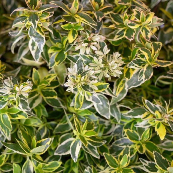 Abelia 'Suntastic Radiance' (PDSI)