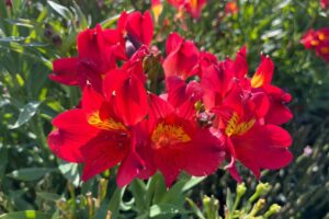 Alstroemeria ‘Summer Heat features fiery red flowers