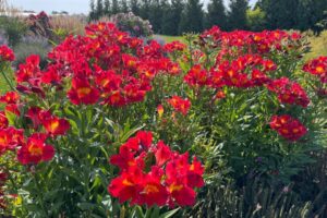 Alstroemeria ‘Summer Heat would be great as a back of the border plant or a central focal point