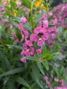 Angelonia 'Guardian Angel Berry Sparkle' (Ball Flora Plant)