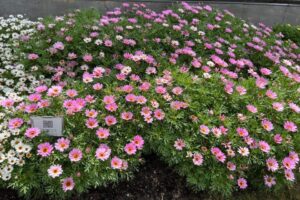 Argyranthemum Grandaisy Pink Halo Improved created a pink carpet