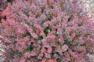 Berberis ‘Sunjoy Mini Maroon (Spring Meadow Nursery)