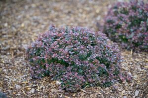 Berberis ‘Sunjoy Todo’ (Spring Meadow Nursery)