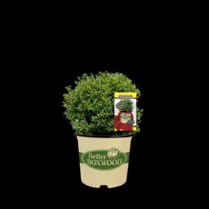 Better Boxwood ‘Renaissance’ (PDSI)