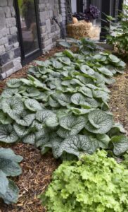 Brunnera ‘Jack of Diamonds’ (Walters Gardens)