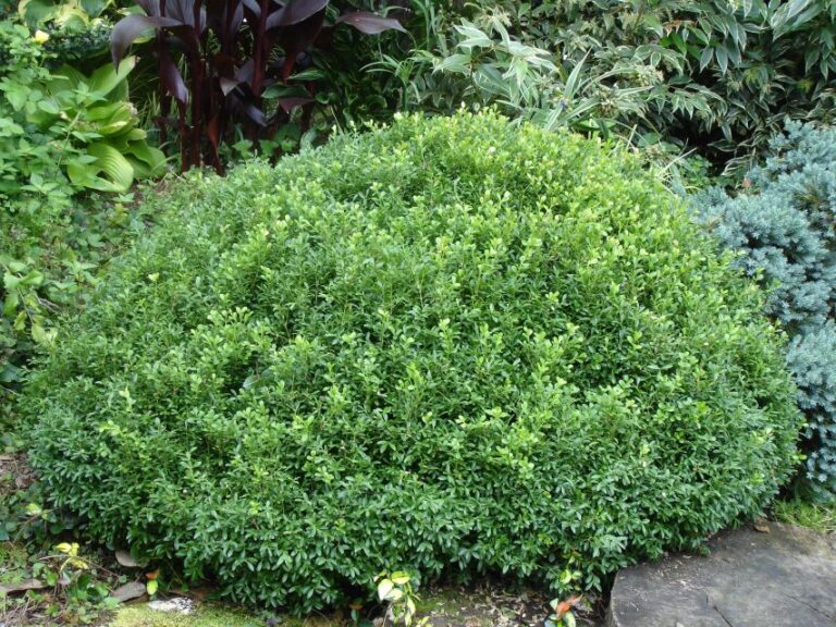 Buxus ‘NewGen Liberty Belle’ (Saunders Genetics LLC)