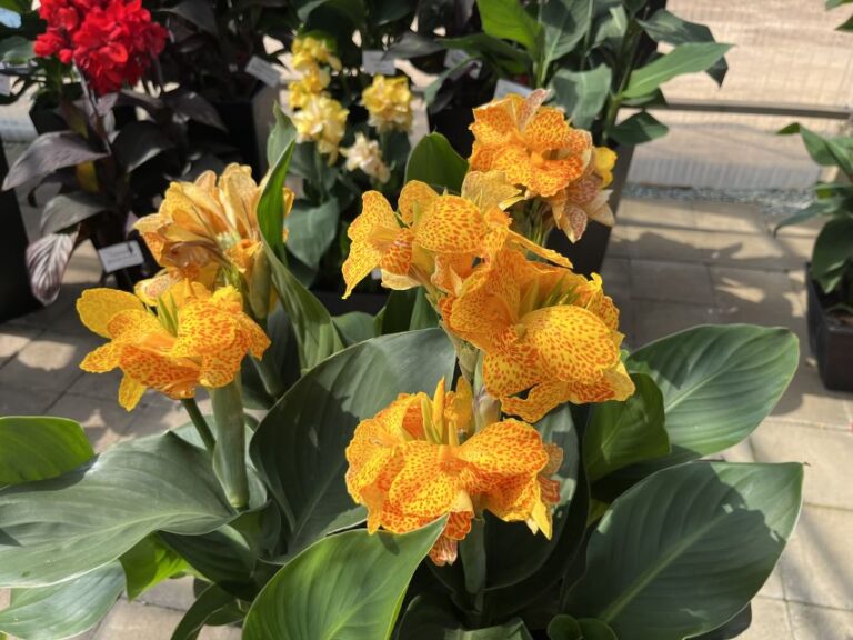 Canna ‘Cannova Gold Leopard’ (American Takii)