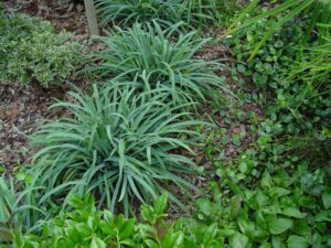 Carex laxiculmis ‘Hobb’ (Hoffman Nursery)