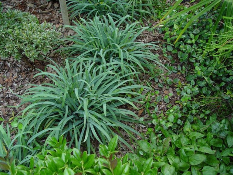 Carex laxiculmis ‘Hobb’ (Hoffman Nursery)